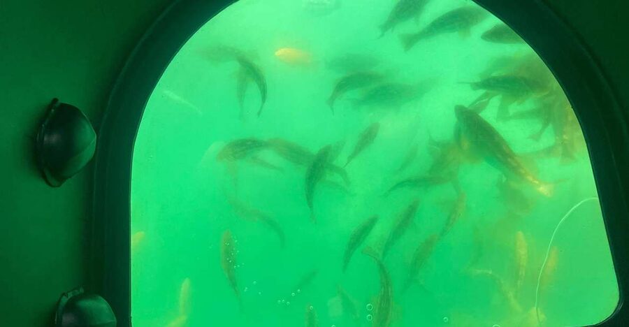 Long Beach: Glass Bottom Boat Harbor Ecotour - Seeing fish through the glass floor