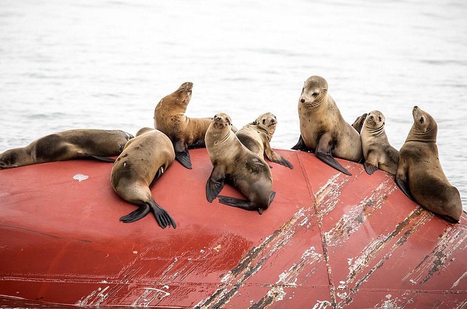 Long Beach Harbor 45-Minute Boat Tour - Wildlife Sightings Are a Bonus, Not the Plan