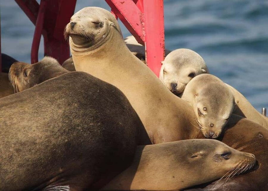 Long Beach: Sightseeing Harbor Cruise - Starting at Harbor Breeze Cruises on South Harbor Boulevard