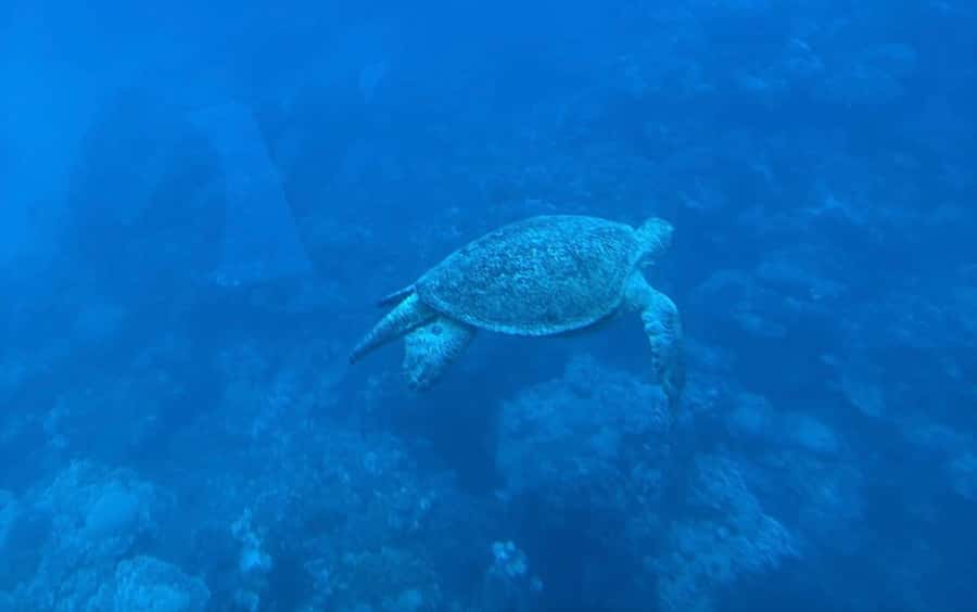Marsa Alam: Nefertari Sunset Turtle Bay Cruise with Dinner - Key points to know before you go