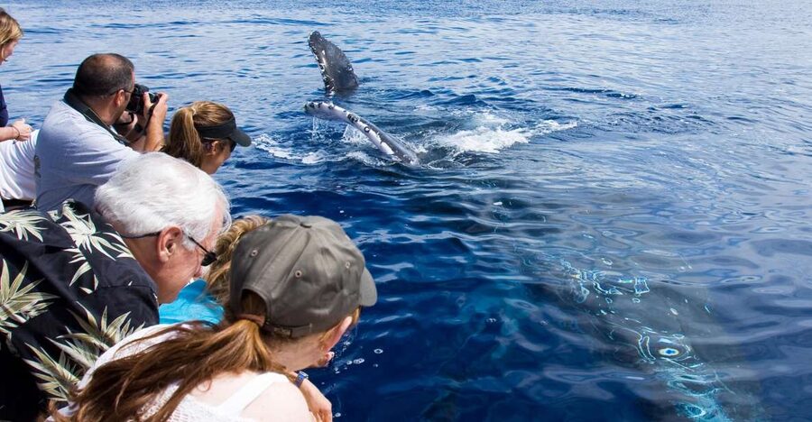 Maui: Eco-Friendly Whale Watching Tour from Ma'alaea Harbor - Key things to know before you book