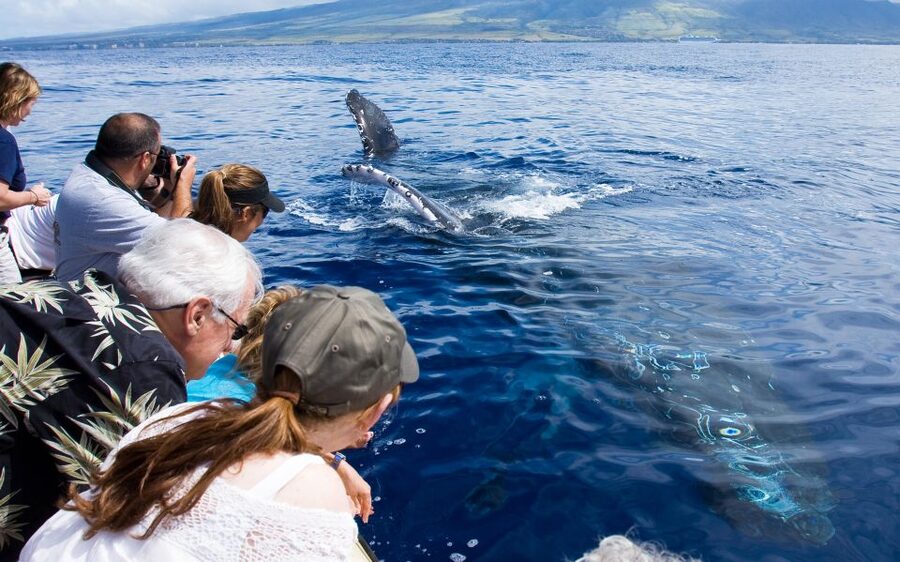 Maui: Eco-Friendly Whale Watching Tour from Ma'alaea Harbor - Leaving Ma’alaea Harbor for open water