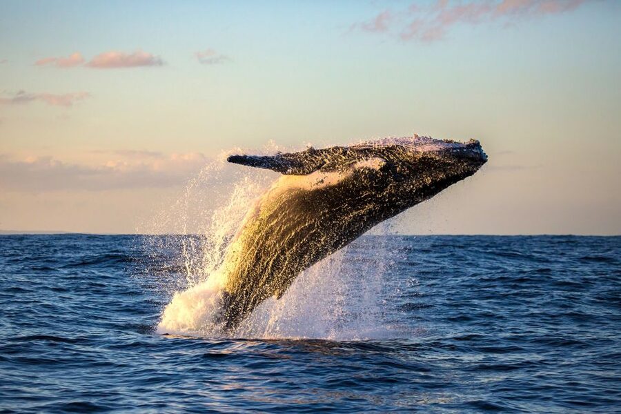 Maui: Eco-Friendly Whale Watching Tour from Ma'alaea Harbor - Hearing humpback whales with underwater hydrophones