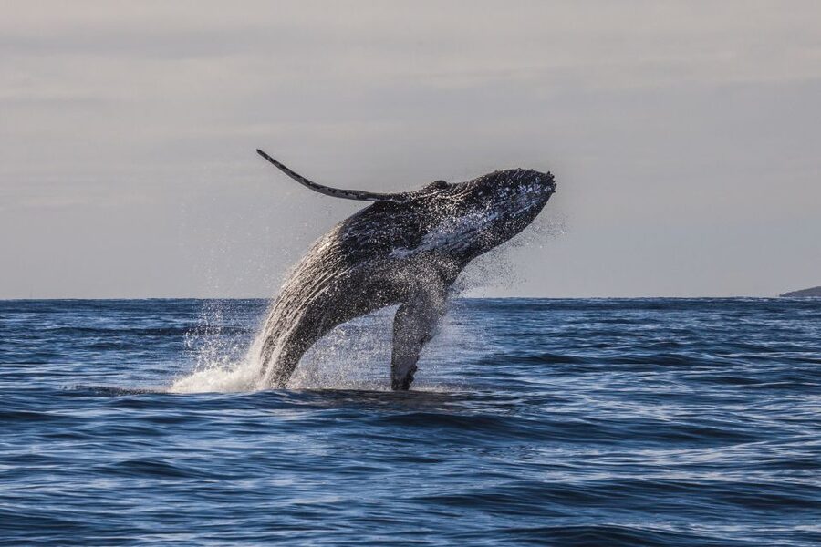 Maui: Eco-Friendly Whale Watching Tour from Ma'alaea Harbor - Why the conservation angle adds real value