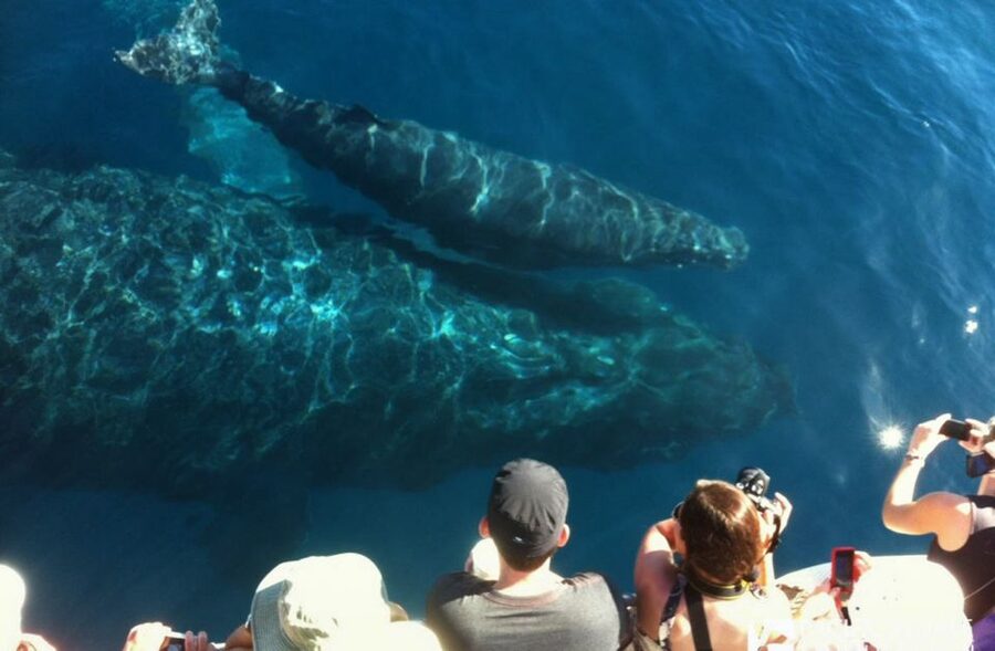 Maui: Eco-Friendly Whale Watching Tour from Ma'alaea Harbor - The $88 price and what you get for it