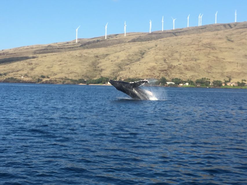 Maui: Eco-Friendly Whale Watching Tour from Ma'alaea Harbor - What two hours on the boat really includes