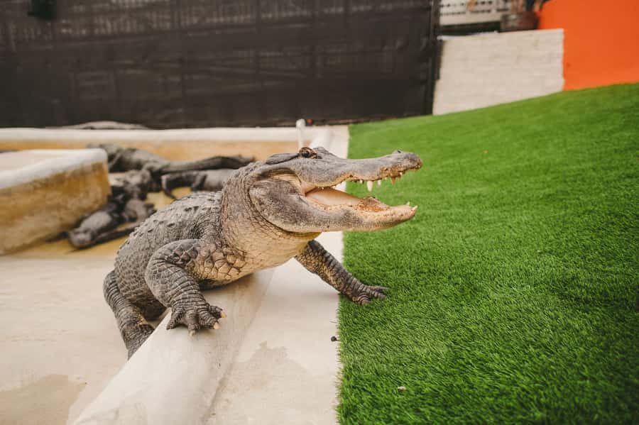 Miami: Everglades Experience, Bay Cruise & Open-Top Bus Tour - What the $80 package really gives you
