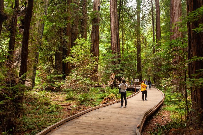 Muir Woods and Sausalito Tour Plus Bay Cruise - Muir Woods: 90 minutes beneath the redwoods