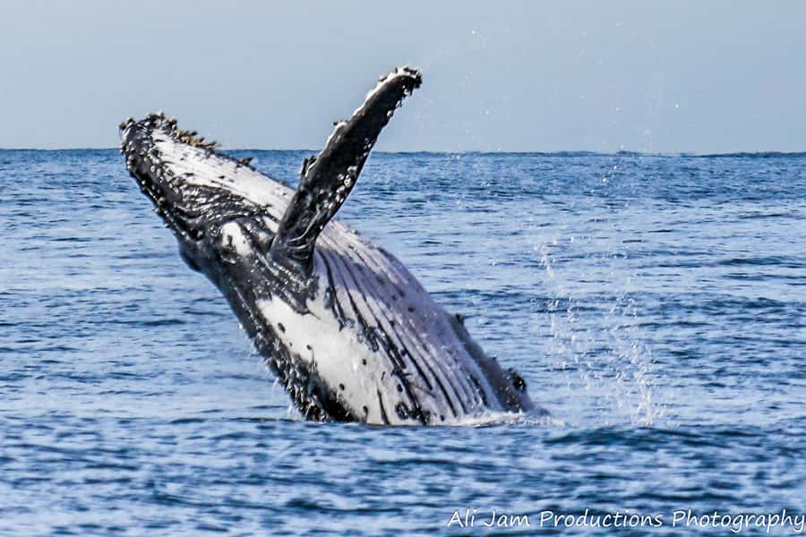 Newcastle: Humpback Whale Watching Cruise and Harbor Tour - What the Newcastle cruise is really about