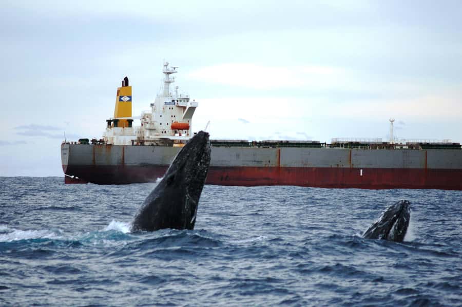 Newcastle: Humpback Whale Watching Cruise and Harbor Tour - The harbor and outer beach portion