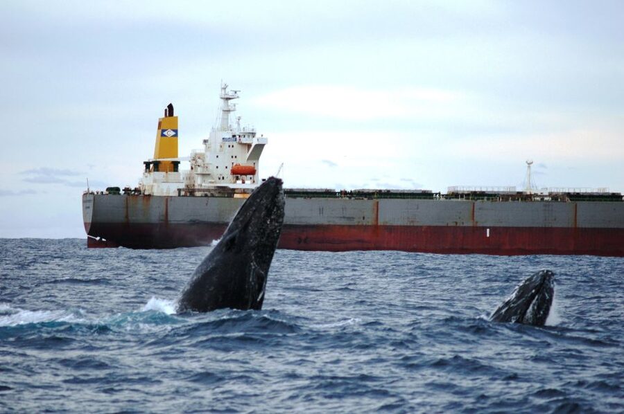 Newcastle: Humpback Whale Watching Cruise and Harbor Tour - What the onboard commentary adds