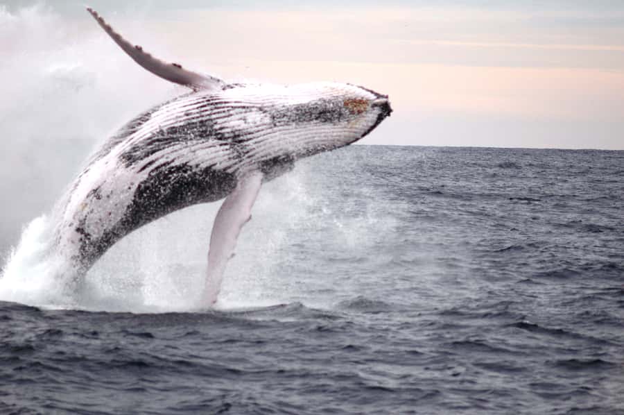 Newcastle: Humpback Whale Watching Cruise and Harbor Tour - Tea, coffee, and the small comforts