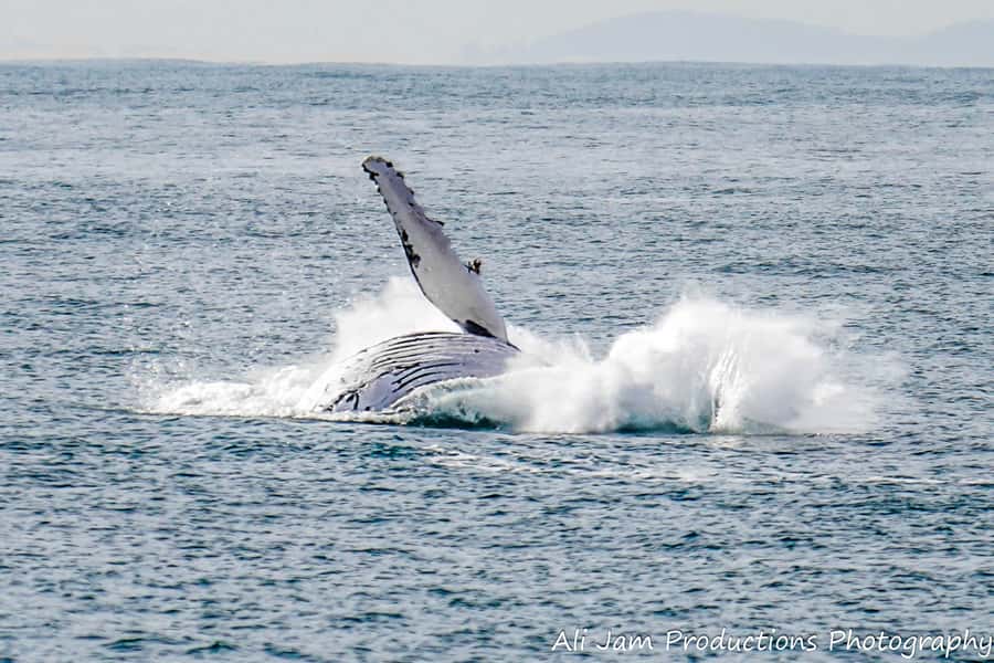 Newcastle: Humpback Whale Watching Cruise and Harbor Tour - Is $60 good value?