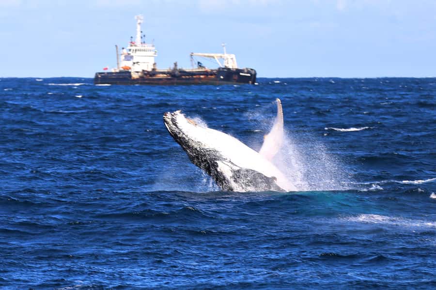 Newcastle: Humpback Whale Watching Cruise and Harbor Tour - Starting near Rydges Hotel and The Landing