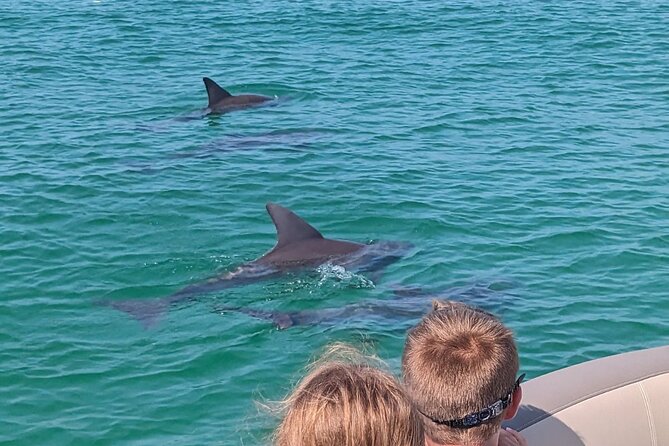 One Hour Harbor Shared Tour with Dolphin Watching - Comfort on board and who can participate