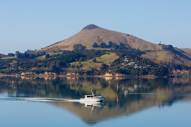 Otago Harbour Wildlife Cruise (Dunedin Shore Excursion) - Key points to know before booking