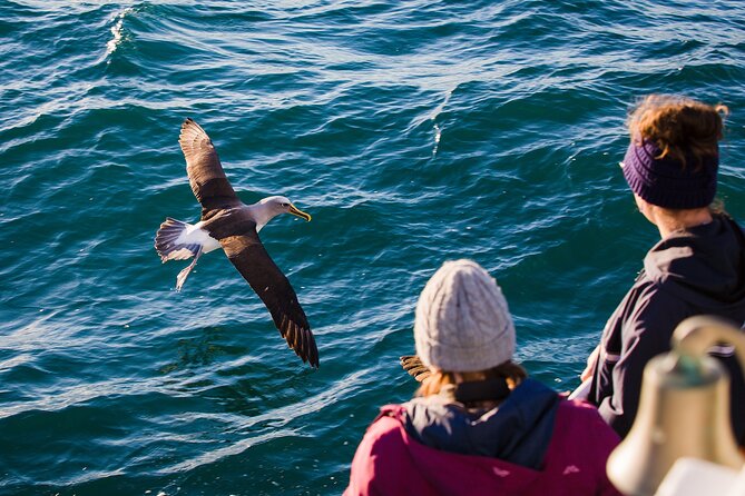 Otago Harbour Wildlife Cruise (Dunedin Shore Excursion) - Why this short Otago Harbour cruise works well from a ship