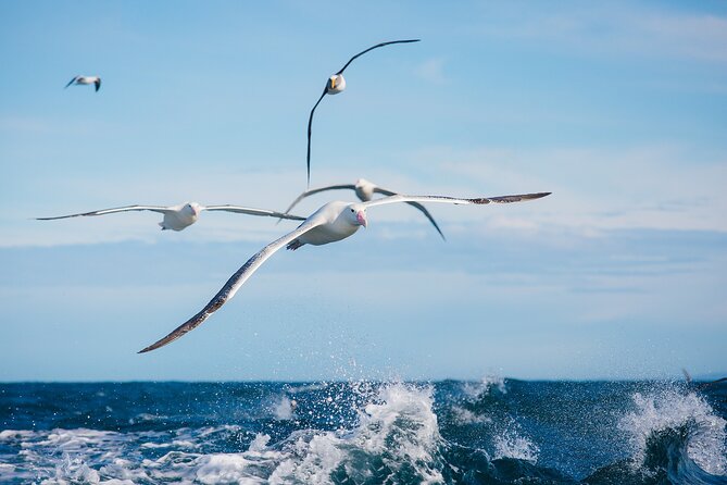 Otago Harbour Wildlife Cruise (Dunedin Shore Excursion) - Taiaroa Head and the royal albatross colony