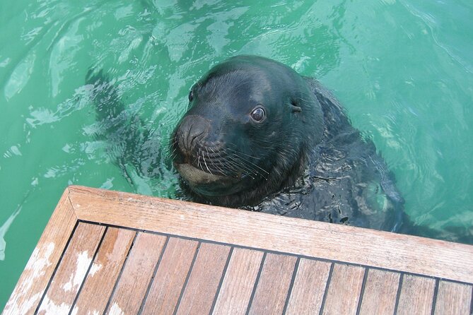Otago Harbour Wildlife Cruise (Dunedin Shore Excursion) - Jackets, binoculars, and the small comforts on board