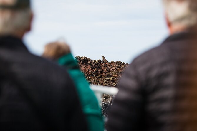 Otago Harbour Wildlife Cruise (Dunedin Shore Excursion) - What the wildlife sightings are really like