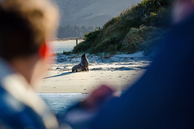 Otago Harbour Wildlife Cruise (Dunedin Shore Excursion) - Weather can change the route