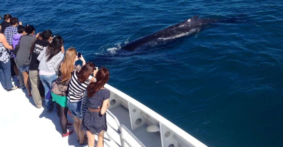 Perth: Whale Watching Cruise from Hillarys Boat Harbour - Quick take: what makes this cruise worth considering