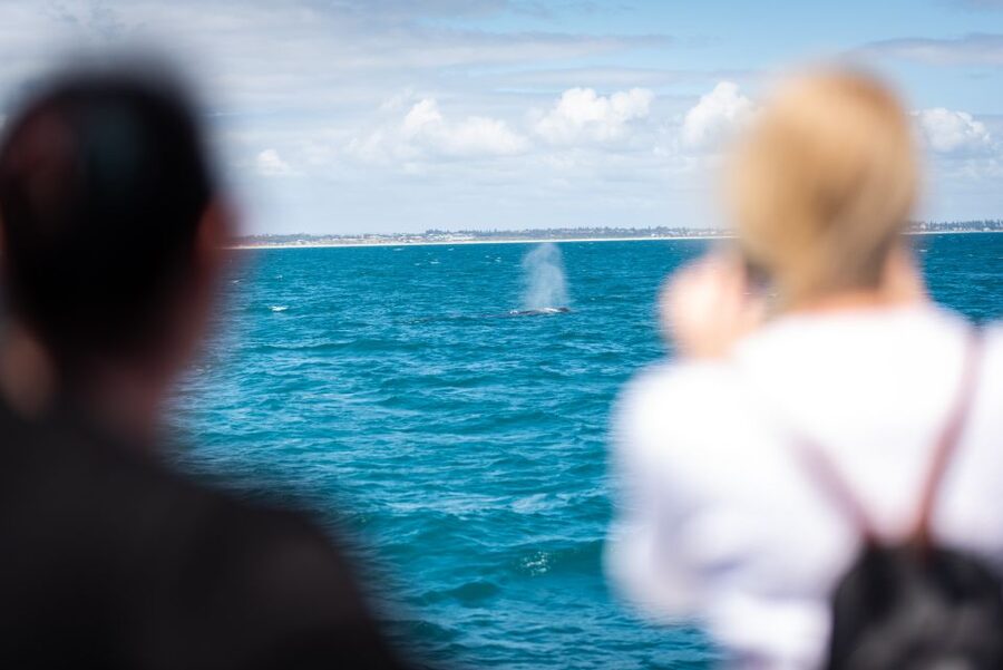 Perth: Whale Watching Cruise from Hillarys Boat Harbour - Why the marine biologist matters