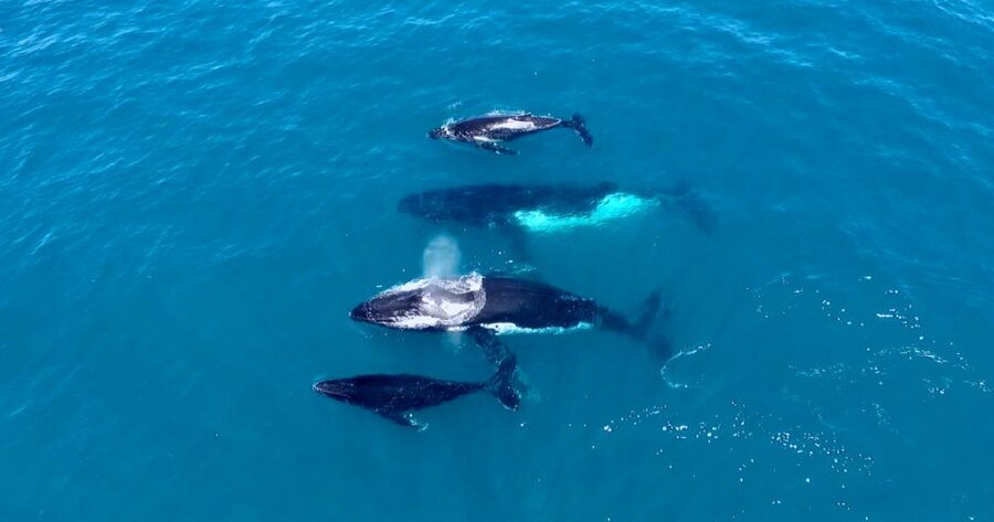 Perth: Whale Watching Cruise from Hillarys Boat Harbour - Onboard comfort, viewing, and the snack bar