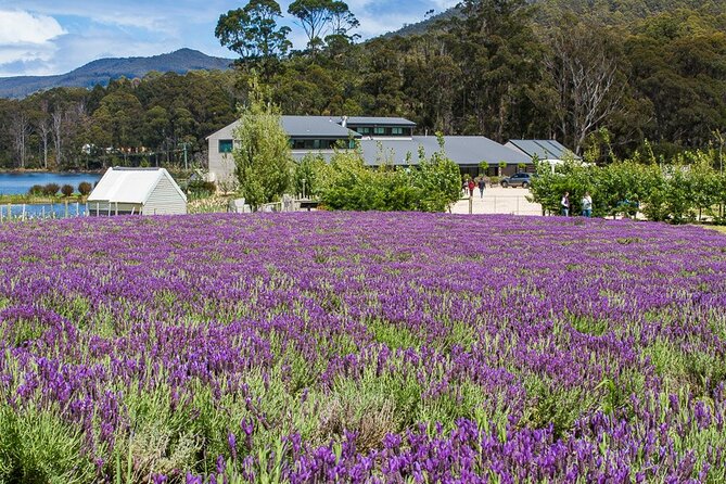Port Arthur and Tasman Sights with Harbour Cruise - Port Arthur Historic Site: plan your four hours