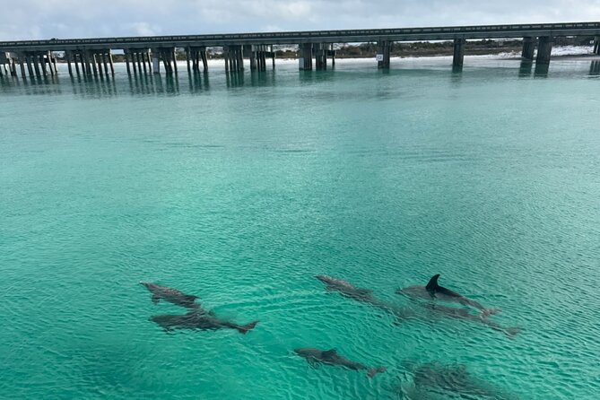 Private Destin Harbor Boat Tour Adventure - Meeting Captain Tim at 302 Harbor Boulevard