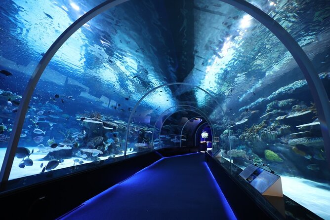 Private Hamad Port Tour in Mesaieed |Aquarium |Maritime Museum - Five things to know before booking