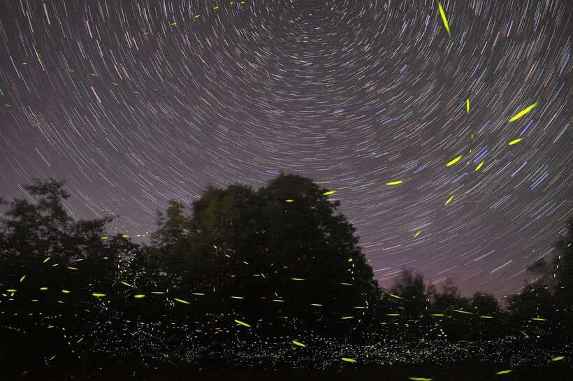 Puerto Princesa: Firefly Watching Bay Cruise with Dinner - Dinner with city lights in the distance