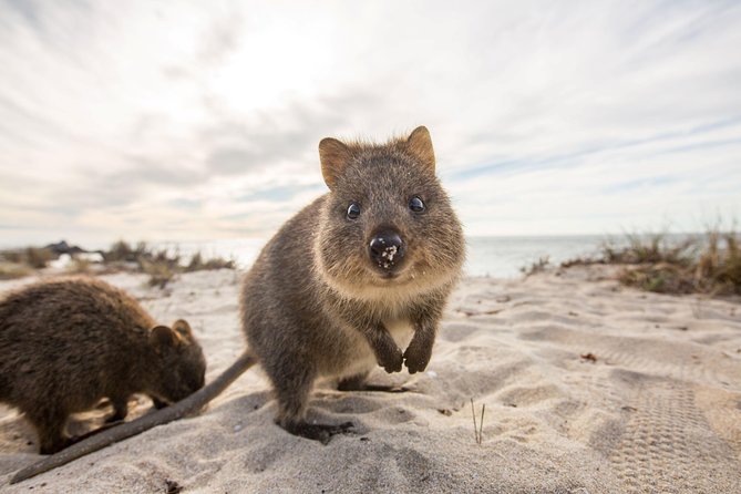 Rottnest Bayseeker Bus Tour from Hillarys Boat Harbour - The useful details at a glance