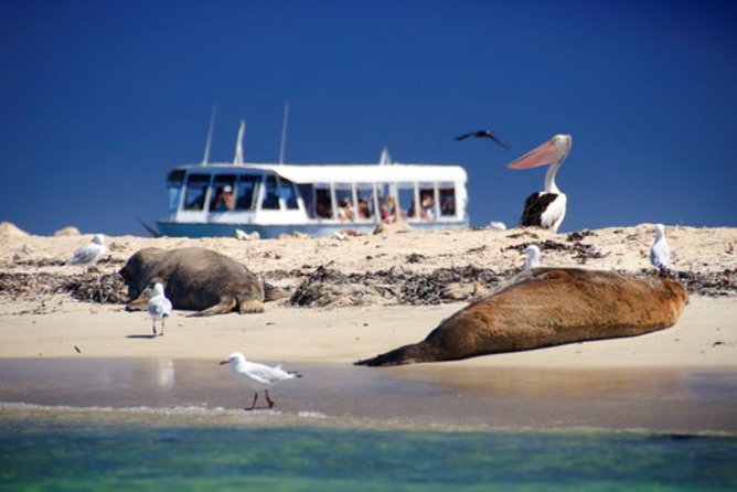 Rottnest Island Historical Train and Tunnel Tour from Hillarys Boat Harbour - How much value do you get for $93.24?