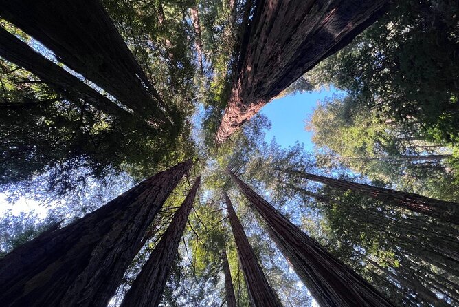 San Francisco Bay Cruise, Muir Woods and Sausalito Combo Tour - Key points at a glance