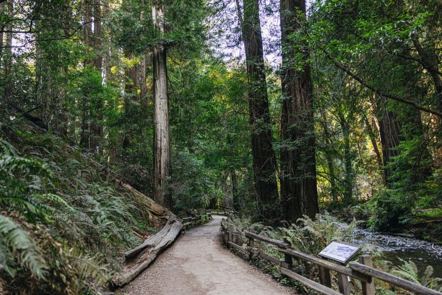 San Francisco: Muir Woods, Sausalito and SF Bay Cruise - Practical advice before you go