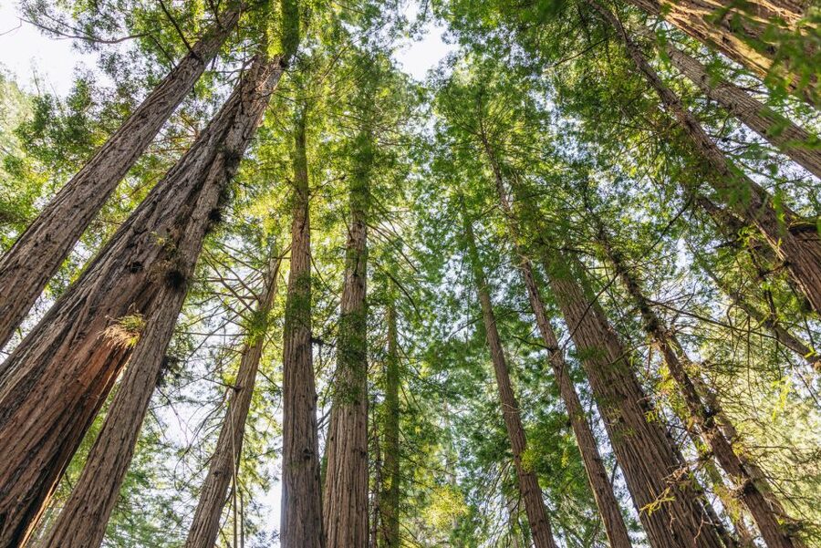 San Francisco: Muir Woods, Sausalito and SF Bay Cruise - Sausalito: pretty, compact, and easy to rush