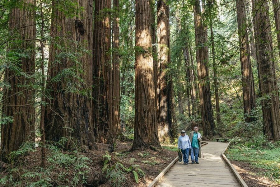San Francisco: Muir Woods, Sausalito and SF Bay Cruise - Guides, vehicles, and the pace of the day