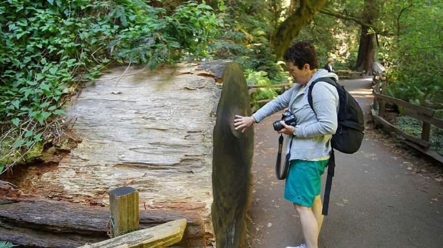 San Francisco: Muir Woods Tour & Golden Gate Bay Cruise - Key points to know before booking