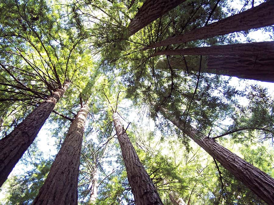 San Francisco: Muir Woods Tour & Golden Gate Bay Cruise - Why this pairing works in San Francisco