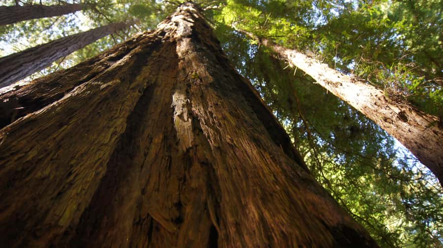 San Francisco: Muir Woods Tour & Golden Gate Bay Cruise - Meeting at Fisherman’s Wharf