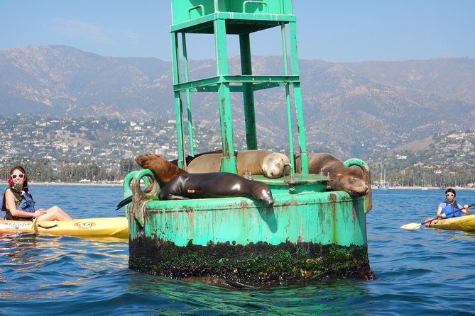 Sea Lion Kayak Tour - Santa Barbara Harbor - At a Glance: What Makes This Kayak Tour Worth Considering