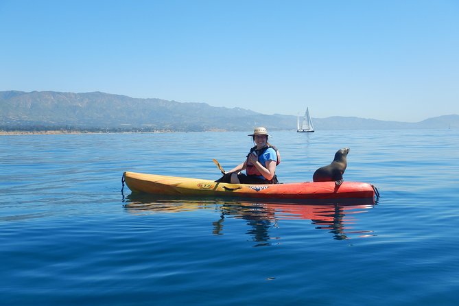 Sea Lion Kayak Tour - Santa Barbara Harbor - Starting at the Paddle Sports Center by Santa Barbara Harbor