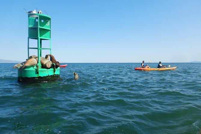 Sea Lion Kayak Tour - Santa Barbara Harbor - What You Will See Beyond the Sea Lions