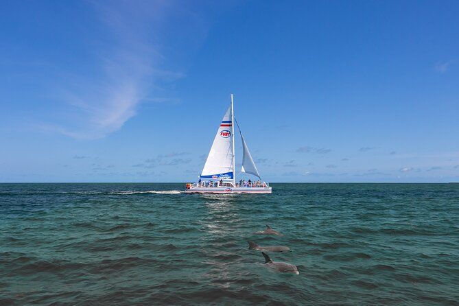 St. Augustine Dolphin Watch and Historical Harbor Tour - A 90-minute ride built around dolphins