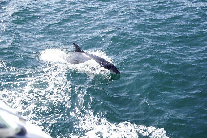 St. Augustine Dolphin Watch and Historical Harbor Tour - The quiet-tour question