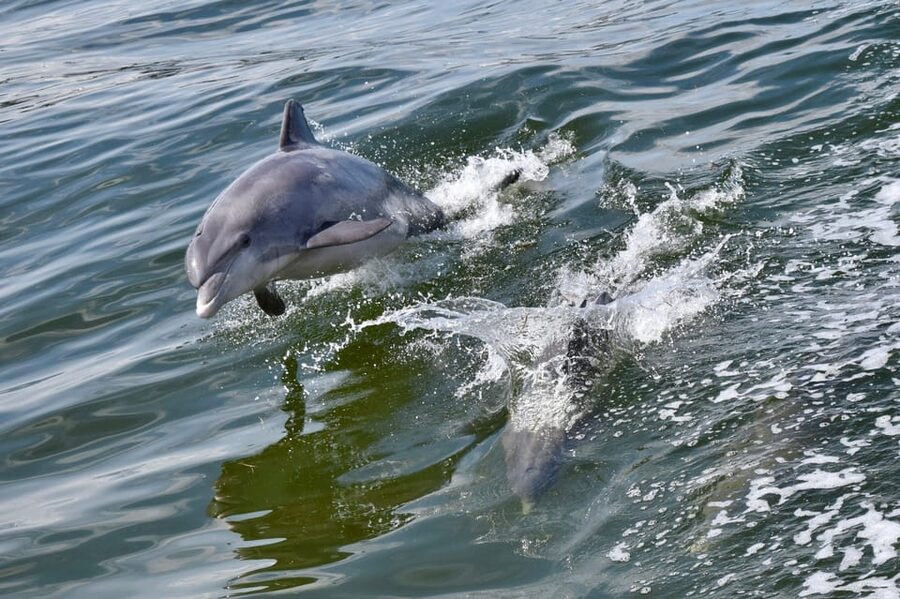 St. Augustine: Dolphin Watching Harbor Tour with Drinks - A calm start at Vilano Beach