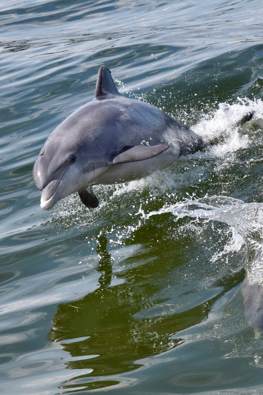 St. Augustine: Dolphin Watching Harbor Tour with Drinks - Is $42 a fair price?
