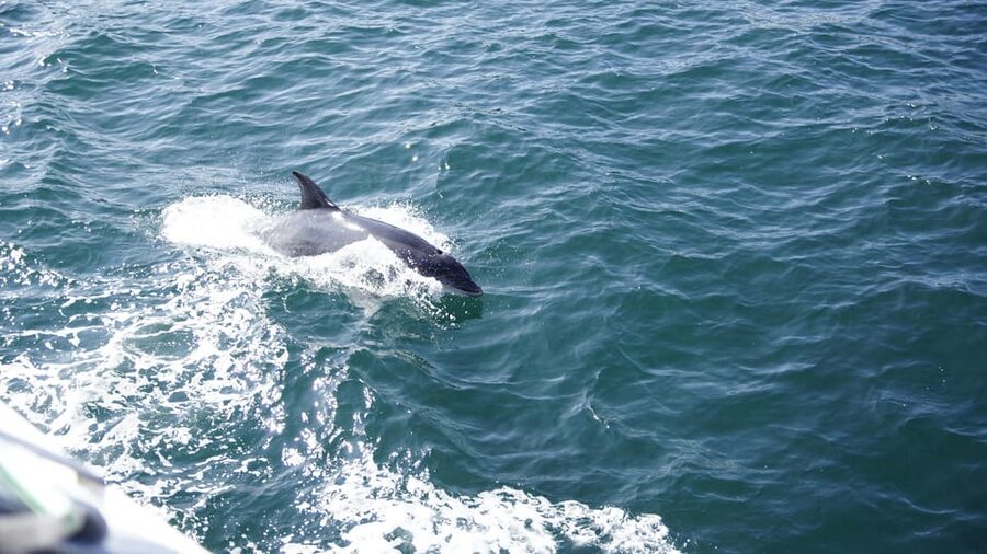 St. Augustine: Dolphin Watching Harbor Tour with Drinks - Small details that can improve your day