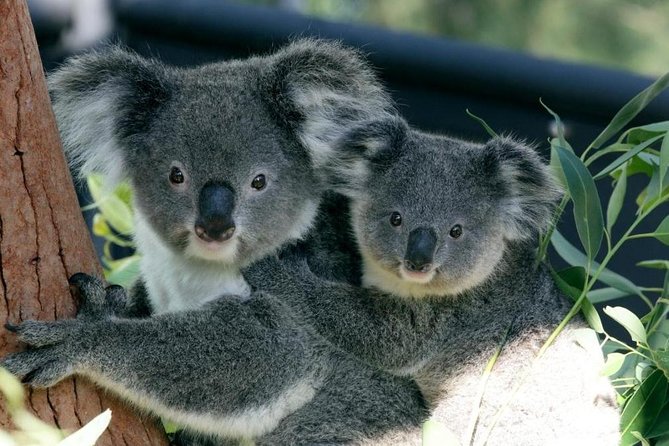 Taronga Zoo Entry & Return Ferry - Sydney Harbour - Key points before you book